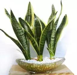 什么樣的植物能有效去除辦公室甲醛等有害物質呢？